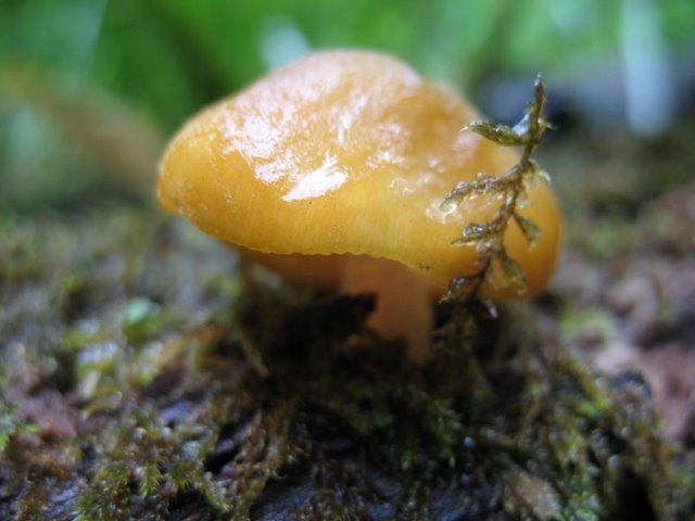 Pluteus leoninus 01